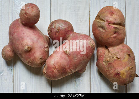 Alla moda di brutto congiungersi organico patate siamese dal giardino di casa su un bianco sullo sfondo di legno.brutto vegetale o rifiuti alimentari concetto. Foto Stock