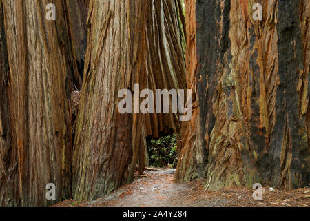 CA03702-00...CALIFORNIA - uno stretto passaggio tra due enormi alberi di sequoia in Tall Trees Grove di Redwoods National Park. Foto Stock