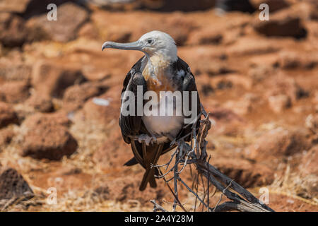 Frigatebird sulle isole Galapagos. Magnifica femmina Frigate Bird su North Seymour Island, Isole Galapagos. Foto Stock