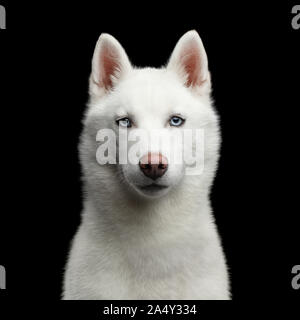 Ritratto di White Siberian Husky cane con occhi blu isolato su sfondo nero, vista frontale Foto Stock