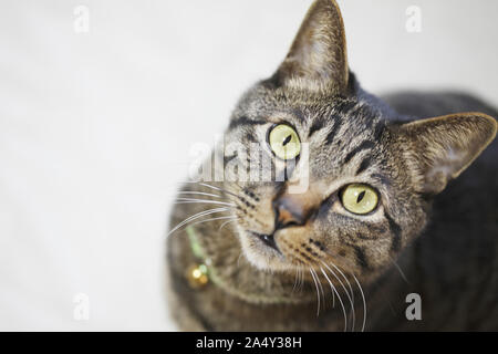 Tabby cat in posa di meraviglia Foto Stock