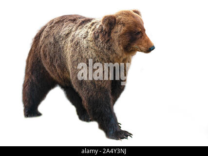 Il grande orso bruno isolato su sfondo bianco Foto Stock