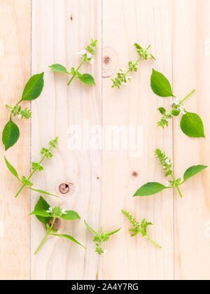 Il cerchio di limone basilico( hairy basilico ) foglia e fiore su sfondo di legno. Foto Stock