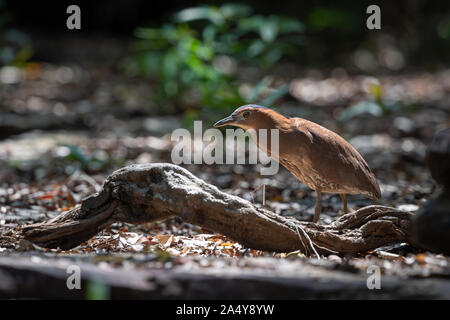 La: la malese nitticora (Gorsachius melanolophus), noto anche come Malaysian nitticora e tiger tarabuso, è una di medie dimensioni heron. La notte: la malese h Foto Stock