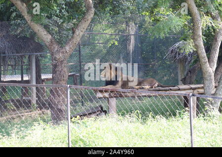 Ritratto di un Leone.un maschio di leone è seduto sulla roccia , cercando la sua area durante il sunrise. - Immagine Foto Stock
