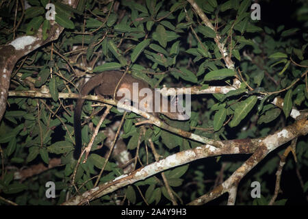 Il piccolo-dentata palm civet (Arctogalidia trivirgata), noto anche come le tre strisce palm civet, è un palm civet. Essa vive nelle foreste dense di sout Foto Stock