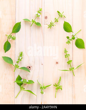 Il cerchio di limone basilico( hairy basilico ) foglia e fiore su sfondo di legno. Foto Stock