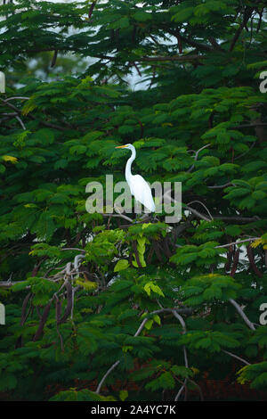 Un Airone nella struttura cercando la natura Foto Stock