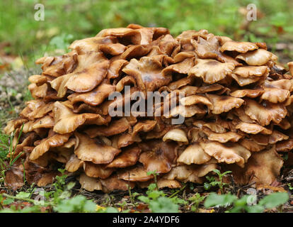 Il miele, funghi di coltivazione da un decadimento ceppo di albero in un campo nel Regno Unito. Foto Stock