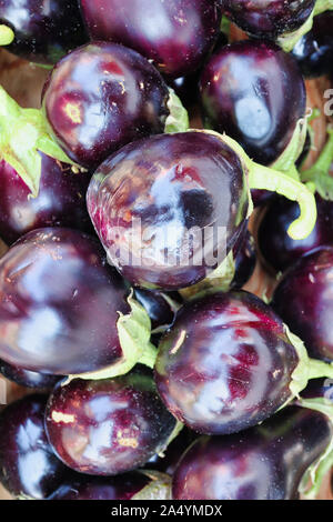 Un mucchio di melanzane fresche piante di uovo Foto Stock