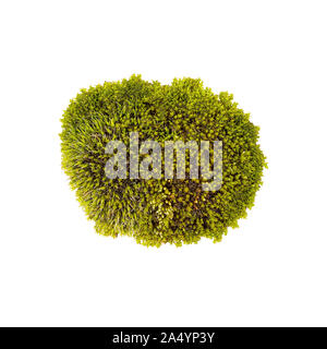 Tussock muschio verde isolato vista dall'alto. Bryum Silvergreen moss Foto Stock