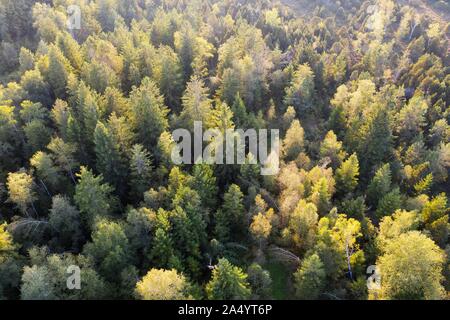 Bosco misto, vicino Konigsdorf, vista aerea, Tolzer Terra, Alta Baviera, Baviera, Germania Foto Stock