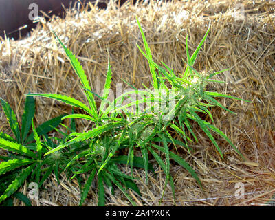 Un ciuffo di canapa con foglie e semi. Foto Stock