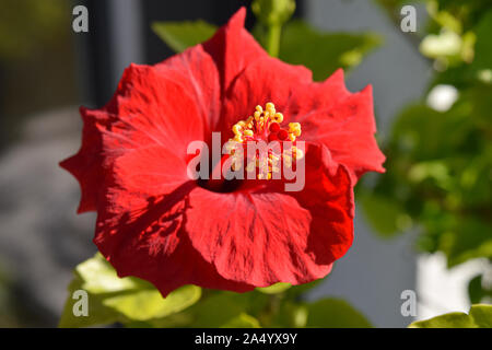 Fiore rosso ibisco in giardino Foto Stock