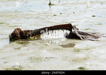 Un pezzo di alghe marine (Saccordhiza polischides) si è lavato sulla spiaggia Foto Stock