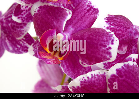 Falaenopsis rosa davanti a sfondo bianco Foto Stock