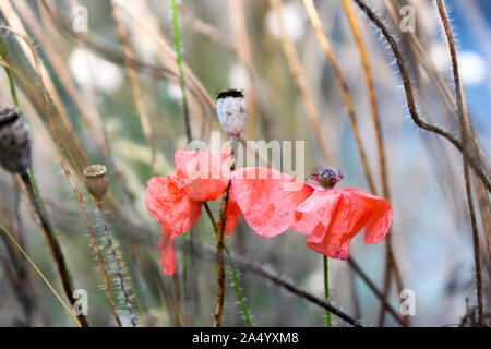 Fiori di papavero e teste di papavero di fronte al campo Foto Stock