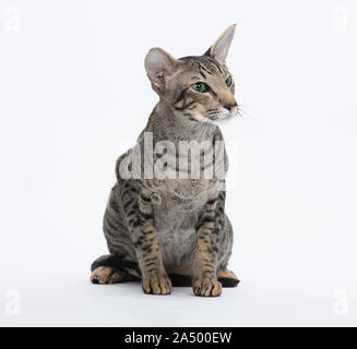 Oriental capelli corti cat, Spotted Tabby, 2 1/2 anni, maschio, Foto Stock