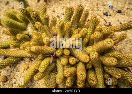 Mammillaria elongata, bellissimi cactus, in giardino Foto Stock