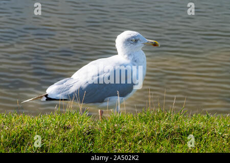 Close up di un sea gull sull'erba verde sotto la luce diretta del sole Foto Stock