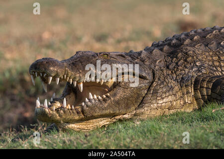 Coccodrillo del Nilo (Crocodylus niloticus), il fiume Chobe, Botswana Foto Stock