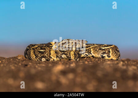 Puff sommatore (Bitis arietans), Zimanga Game Reserve, KwaZulu-Natal, Sud Africa Foto Stock