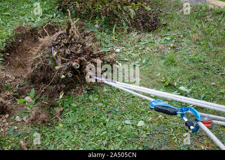 Una boccola con la sua radice sfera essendo sradicati dal sistema improvvisata con pulegge e salendo di marcia. Foto Stock