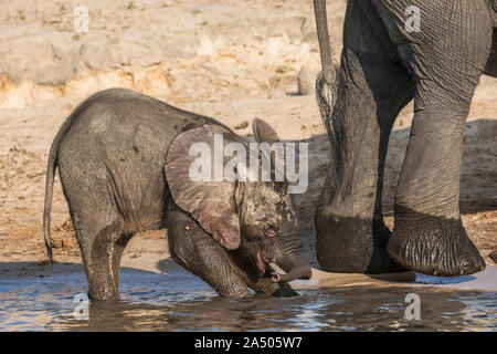 Elefante africano (Loxodonta africana) riproduzione di vitello in acqua, Chobe National Park, Botswana Foto Stock