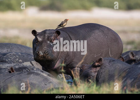 Ippona (Hippopotamus amphibius) con redbilled oxpecker, Chobe National Park, Botswana Foto Stock