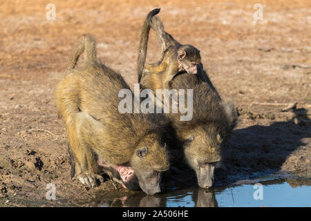 I babbuini Chacma (Papio ursinus) bere, Chobe National Park, Botswana Foto Stock