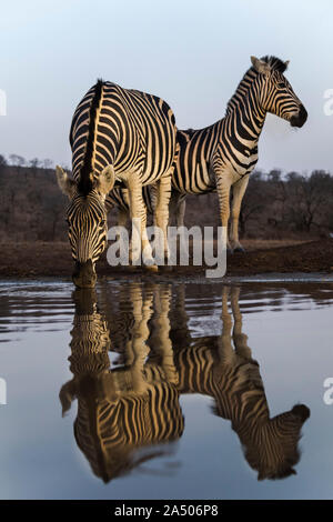 Le pianure zebra (Equus quagga) bere al tramonto, Zimanga riserva privata, KwaZulu-Natal, Sud Africa Foto Stock
