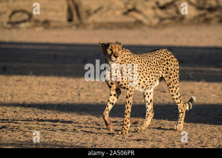 Ghepardo (Acinonyx jubatus), Transfrontoer Kgalagadi Park, Sud Africa, Foto Stock