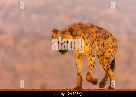 Spotted hyena (Crocuta crocuta), Zimanga riserva privata, KwaZulu-Natal, in Sudafrica, Foto Stock