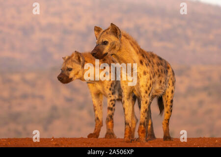 Spotted hyena (Crocuta crocuta), Zimanga riserva privata, KwaZulu-Natal, Sud Africa Foto Stock