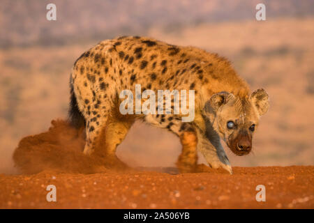 Spotted hyena (Crocuta crocuta), Zimanga riserva privata, KwaZulu-Natal, Sud Africa Foto Stock
