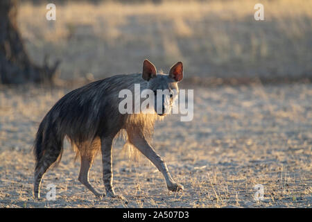 Marrone (hyaena Hyaena brunnea), Kgalagadi Parco transfrontaliero, Sud Africa Foto Stock