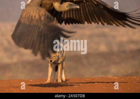 Jackal Blackbacked (Canis mesomelas) inseguono off whitebacked avvoltoio, Zimanga riserva privata, KwaZulu-Natal, Sud Africa Foto Stock