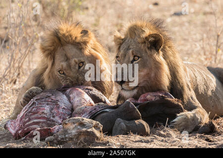 I Lions (Panthera leo) alimentazione su fagocitato baby elephant, Chobe National Park, Botswana Foto Stock