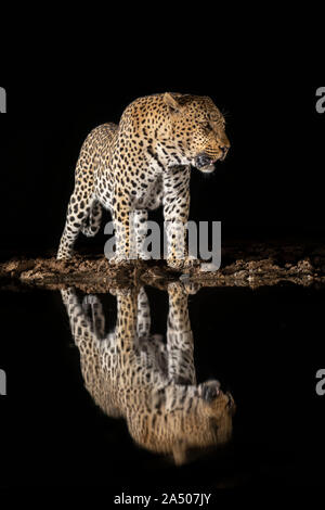 Leopard (Panthera pardus) maschio, Zimanga riserva privata, KwaZulu-Natal, Sud Africa Foto Stock