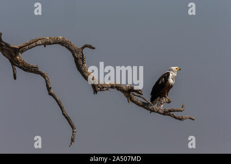 African fish eagle (Haliaeetus vocifer), il fiume Chobe, Botswana Foto Stock