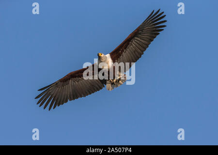 African fish eagle (Haliaeetus vocifer) portante tiger pesce, fiume Chobe, Botswana Foto Stock