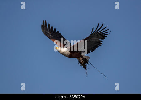 African fish eagle (Haliaeetus vocifer) che trasportano il materiale di nidificazione, fiume Chobe, Botswana Foto Stock