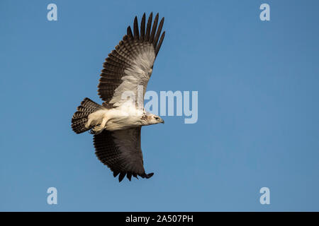 Marziale immaturi eagle (Polemaetus bellicosus), Zimanga riserva privata, KwaZulu-Natal, Sud Africa Foto Stock