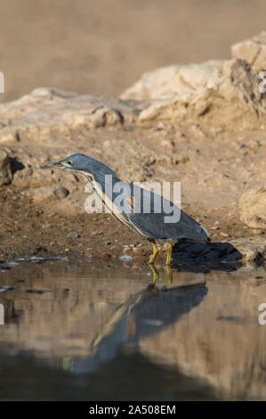 Dwarf tarabuso (Ixobrychus sturmii), Kgalagadi parco transfrontaliero, Sud Africa Foto Stock