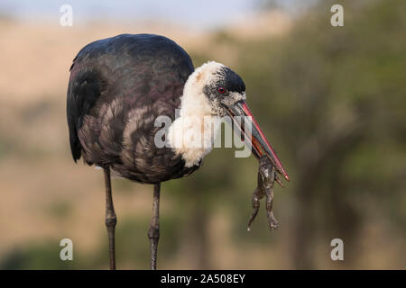 Lanosi colli (Stork Ciconia episcopus) con rana, Zimanga riserva privata, KwaZulu-Natal, in Sudafrica, Foto Stock