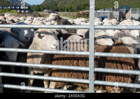 Gregge di pecore Herdwick dietro il cancello su una fattoria in estate Borrowdale Lake District National Park Cumbria Inghilterra Regno Unito GB Gran Bretagna Foto Stock