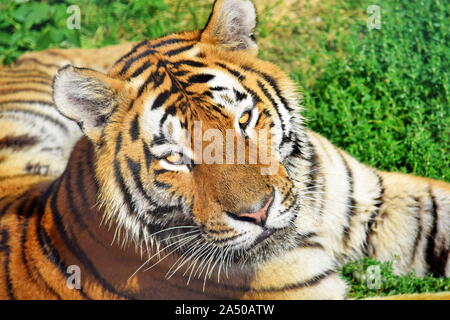 Tiger giacente su erba e cercando Panthera Tigris Altaica Foto Stock