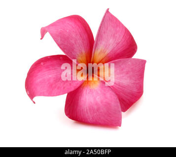 Il Frangipani (Leelawadee) fiore isolato su bianco Foto Stock