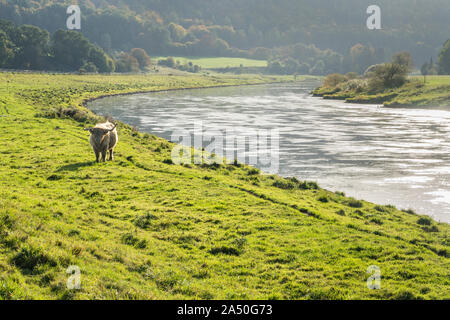 Highland bovini, Oberweser, Weser Uplands, Weserbergland, Hesse, Germania Foto Stock
