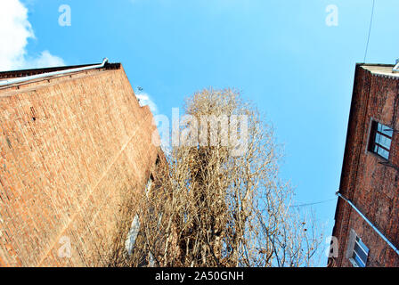 Vecchio pioppo senza foglie di mattoni rossi, pareti di edifici con finestre su inverno luminoso cielo azzurro sfondo, vista da terra sulla parte superiore Foto Stock